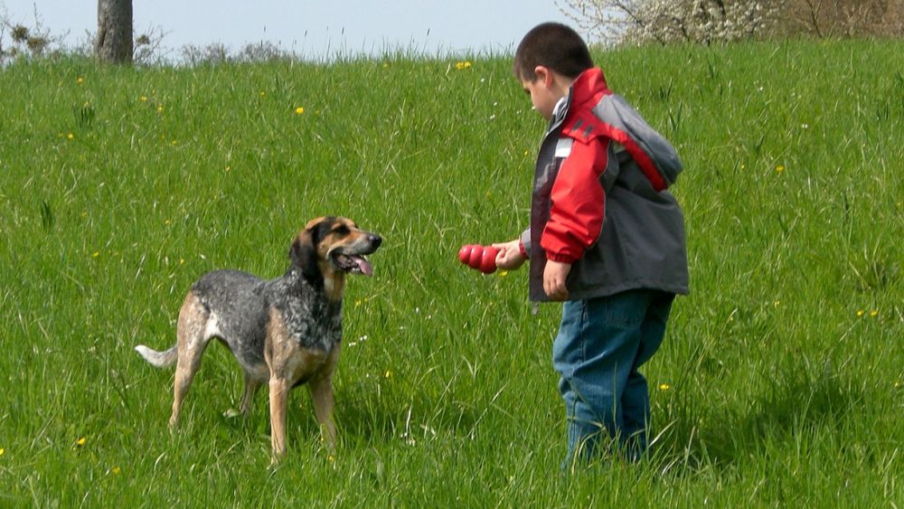 Der mit den Hunden spielt Aufbauseminare Seminare Aufbauseminare